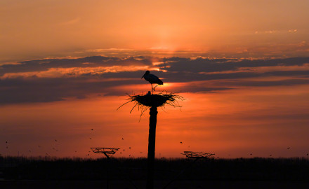 转发收藏！春日候鸟齐飞治愈壁纸