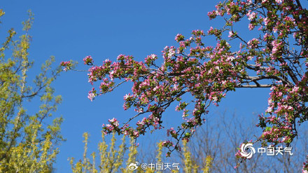 四月开场 北京蓝天暖阳 海棠花溪春意浓