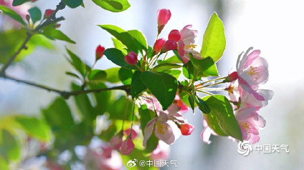 四月开场 北京蓝天暖阳 海棠花溪春意浓