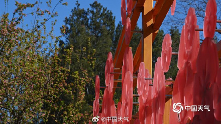 四月开场 北京蓝天暖阳 海棠花溪春意浓