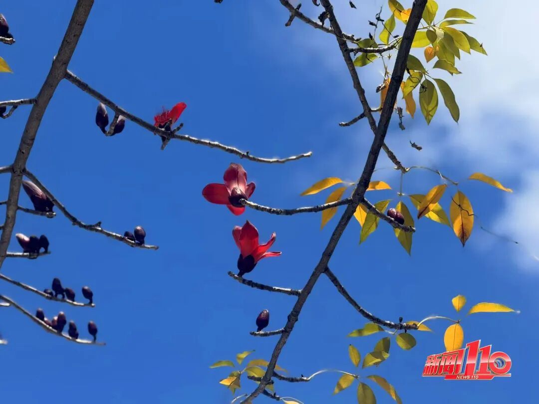 暴雨!强对流!新一轮强降水即将抵达福州!清明假期的天气也有消息了 暴雨!强对流!新一轮强降水即将抵达福州!清明假期的天气也有消息了