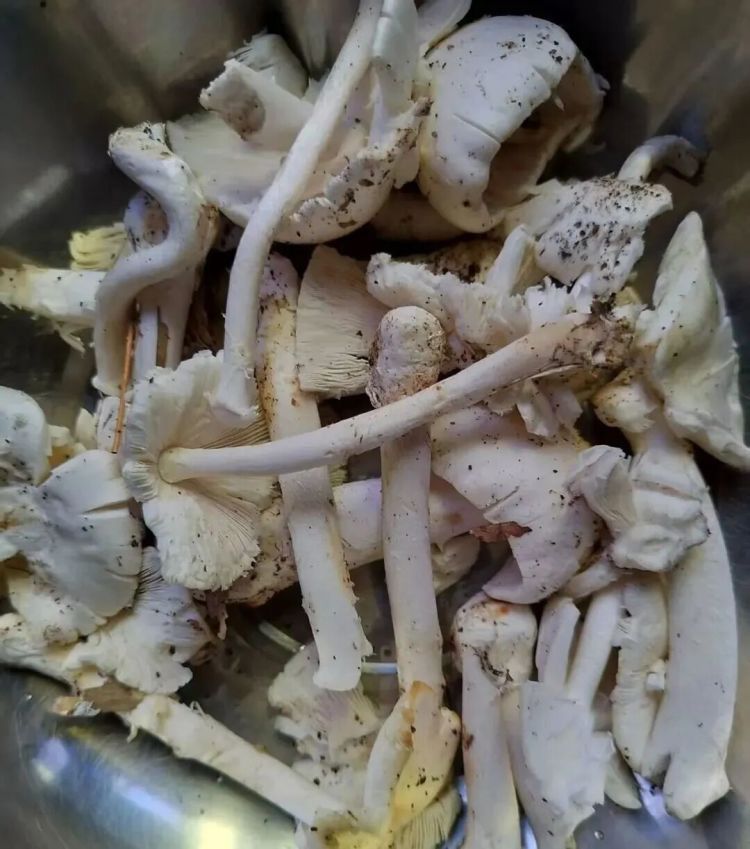 广东一男子自采“毒王”煲汤，进了ICU！医生提醒