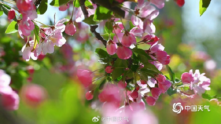 四月开场 北京蓝天暖阳 海棠花溪春意浓