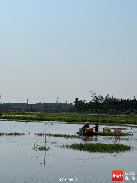 每日发货3000斤、平均收购价40元/斤！海口反季小龙虾迎销售高峰