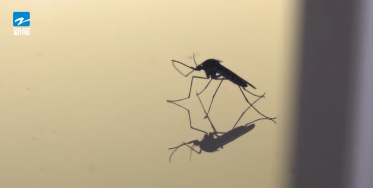 今年蚊子“史诗级加强”？不少人凌晨起来抓蚊子！疾控中心提醒：抓住防蚊黄金期