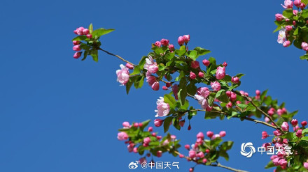 四月开场 北京蓝天暖阳 海棠花溪春意浓