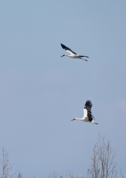 转发收藏！春日候鸟齐飞治愈壁纸