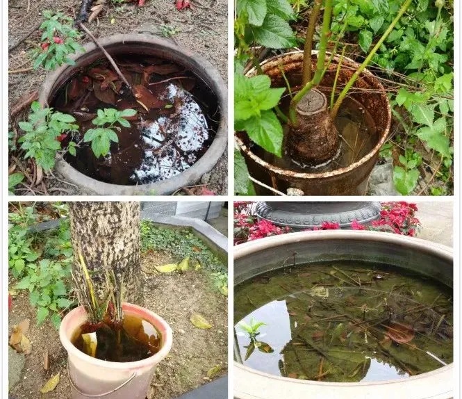 “今年蚊子史诗级加强”上热搜！与气候变化有关？