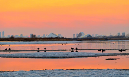 转发收藏！春日候鸟齐飞治愈壁纸