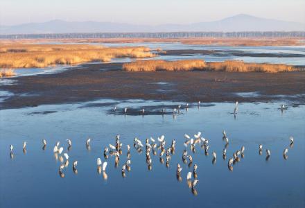 转发收藏！春日候鸟齐飞治愈壁纸