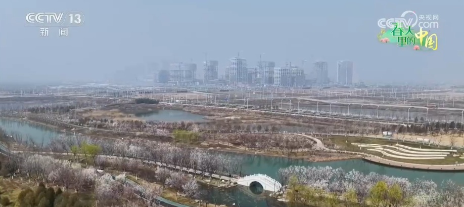 出门即见景、处处可赏花 雄安宜居生态底色亮丽园林品质提升