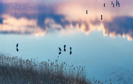 转发收藏！春日候鸟齐飞治愈壁纸