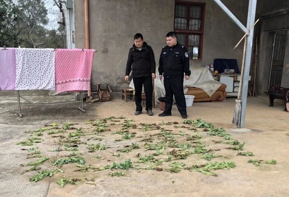 为了“涮火锅”,湖北松滋一大妈竟然偷偷种下128株罂粟 为了“涮火锅”,湖北松滋一大妈竟然偷偷种下128株罂粟