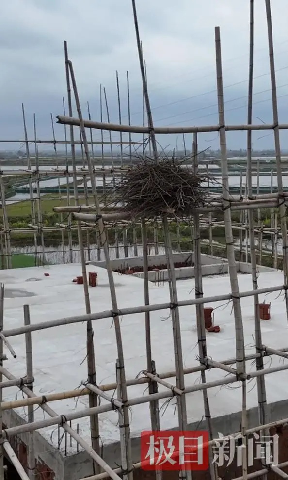 七旬老人建房突然停工，原因竟是为喜鹊筑巢“让路”