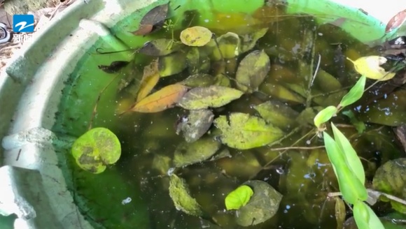 今年蚊子“史诗级加强”？不少人凌晨起来抓蚊子！疾控中心提醒：抓住防蚊黄金期