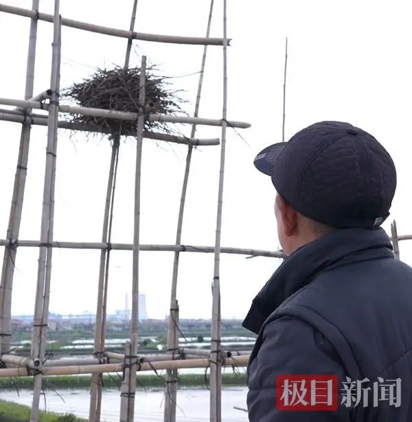 七旬老人建房突然停工，原因竟是为喜鹊筑巢“让路”