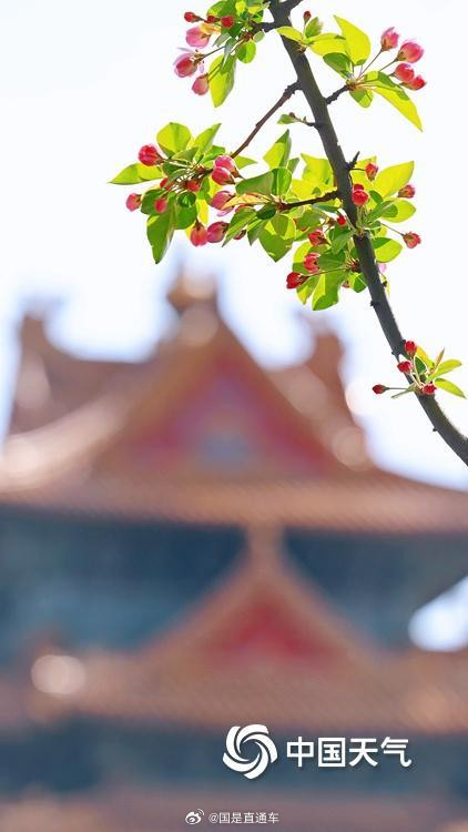 故宫角楼春日壁纸上新