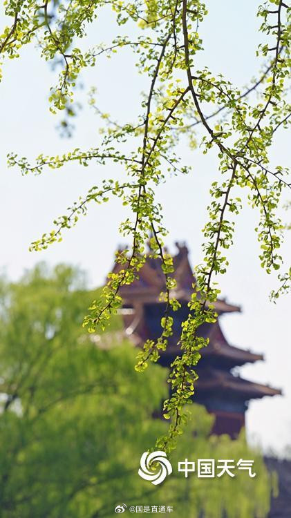 故宫角楼春日壁纸上新