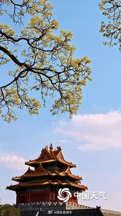 故宫角楼春日壁纸上新