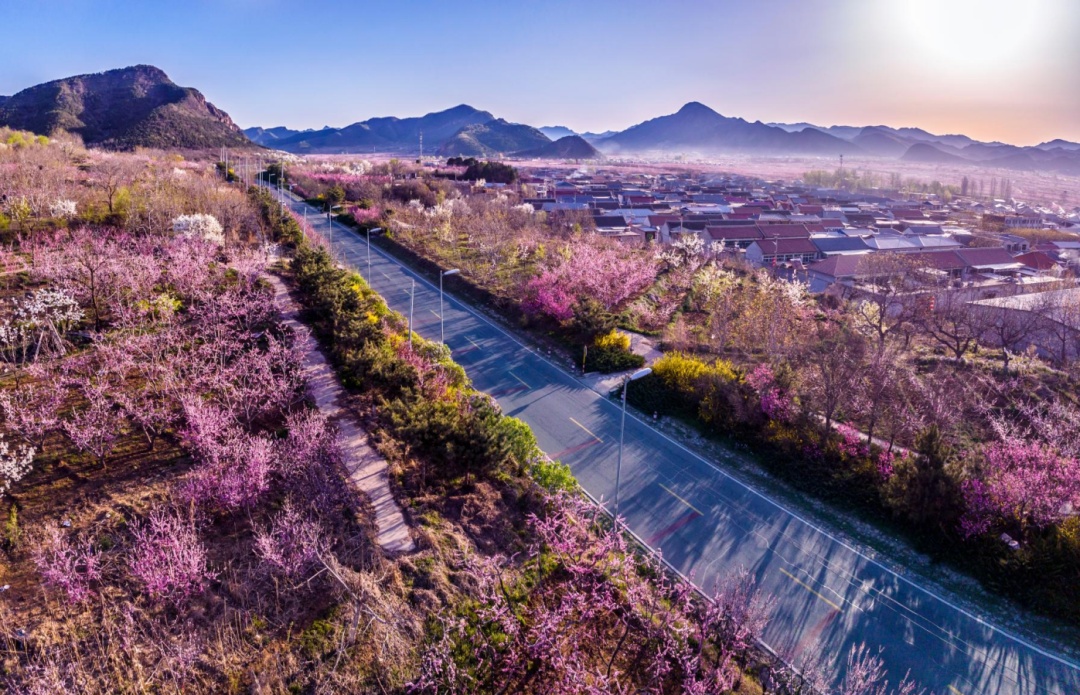 平谷桃花节开启“宠客模式”!8项好礼诚意满满 平谷桃花节开启“宠客模式”!8项好礼诚意满满