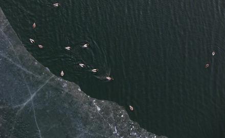 转发收藏！春日候鸟齐飞治愈壁纸