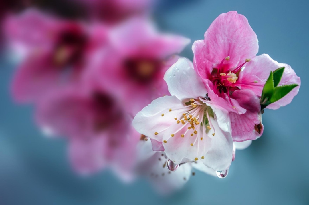 @所有人,平谷桃花花期预测来了!快收藏 @所有人,平谷桃花花期预测来了!快收藏