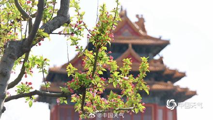 定格最美瞬间！北京故宫角楼春日大片上新啦