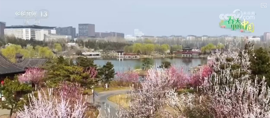 出门即见景、处处可赏花 雄安宜居生态底色亮丽园林品质提升