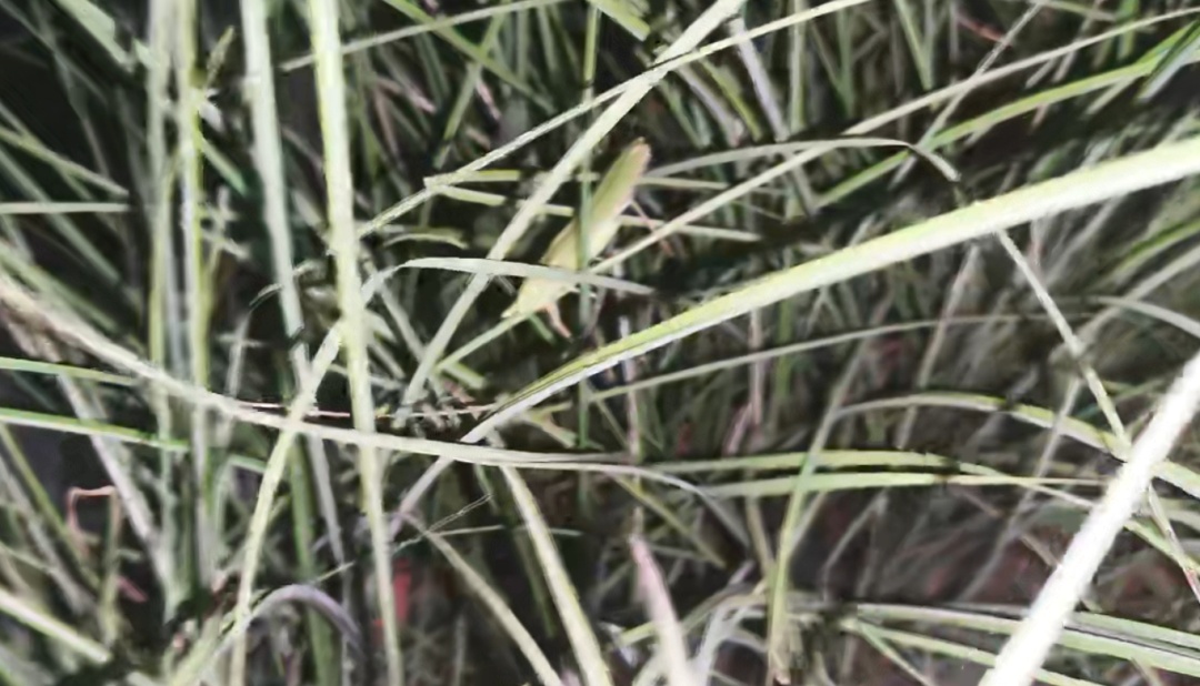 常州多地出现神秘“电流声”？最新解答来了：与鼻优草螽有关