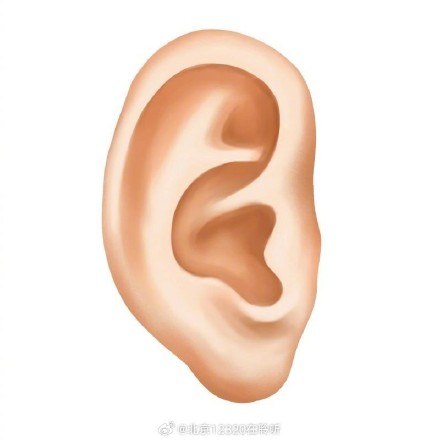 耳朵里的“格局”是什么样儿的？
