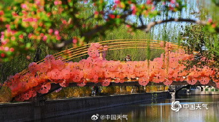 四月开场 北京蓝天暖阳 海棠花溪春意浓