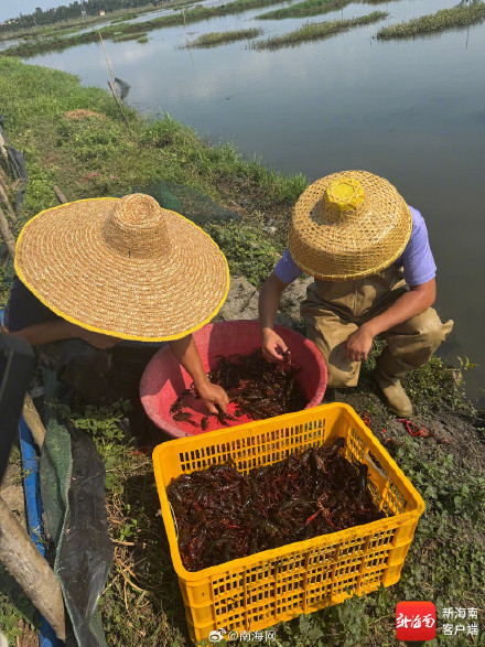 每日发货3000斤、平均收购价40元/斤！海口反季小龙虾迎销售高峰