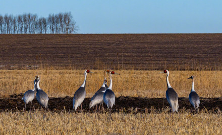 转发收藏！春日候鸟齐飞治愈壁纸