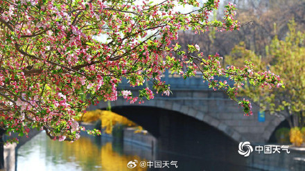 四月开场 北京蓝天暖阳 海棠花溪春意浓