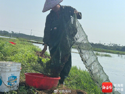 每日发货3000斤、平均收购价40元/斤！海口反季小龙虾迎销售高峰