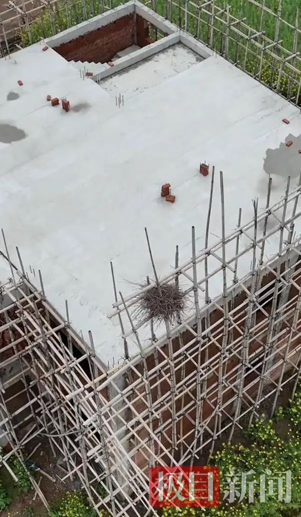 七旬老人建房突然停工，原因竟是为喜鹊筑巢“让路”