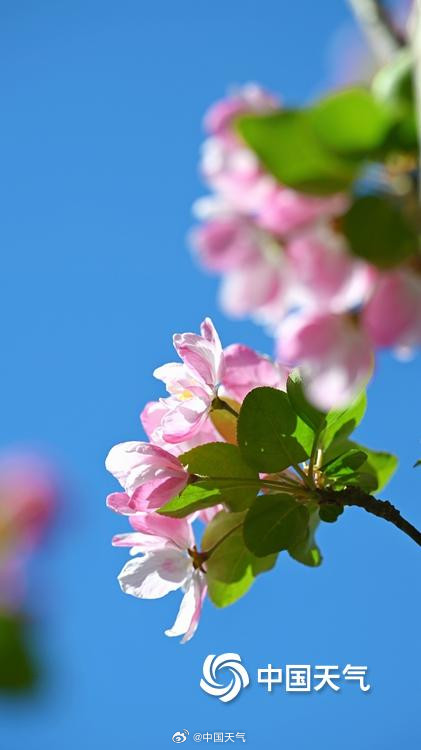 四月开场 北京蓝天暖阳 海棠花溪春意浓