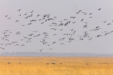 转发收藏！春日候鸟齐飞治愈壁纸