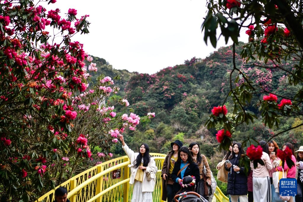 诗意中国丨几日春风又春雨 杜鹃依旧映山红