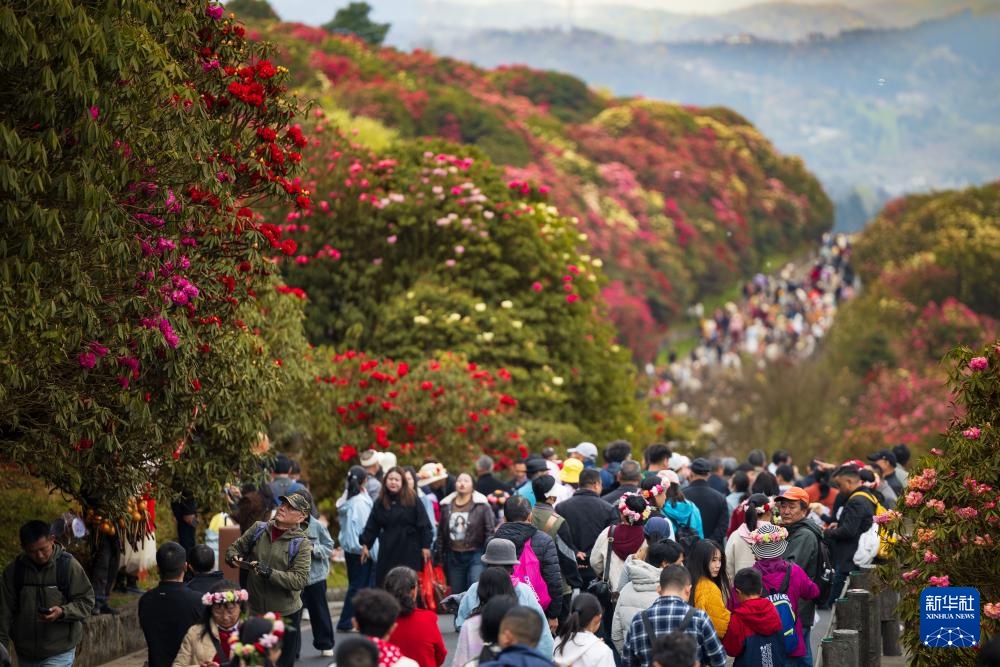 诗意中国丨几日春风又春雨 杜鹃依旧映山红