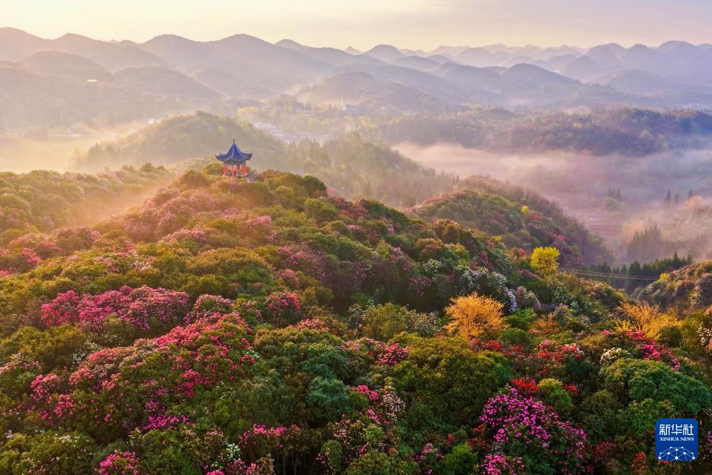 诗意中国丨几日春风又春雨 杜鹃依旧映山红