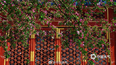 北海公园海棠花海上线