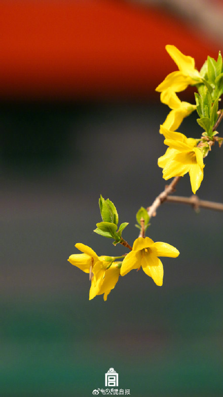 太美啦！故宫花花花壁纸又上新