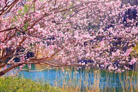 无水印壁纸！国家植物园的春天梦幻感拉满