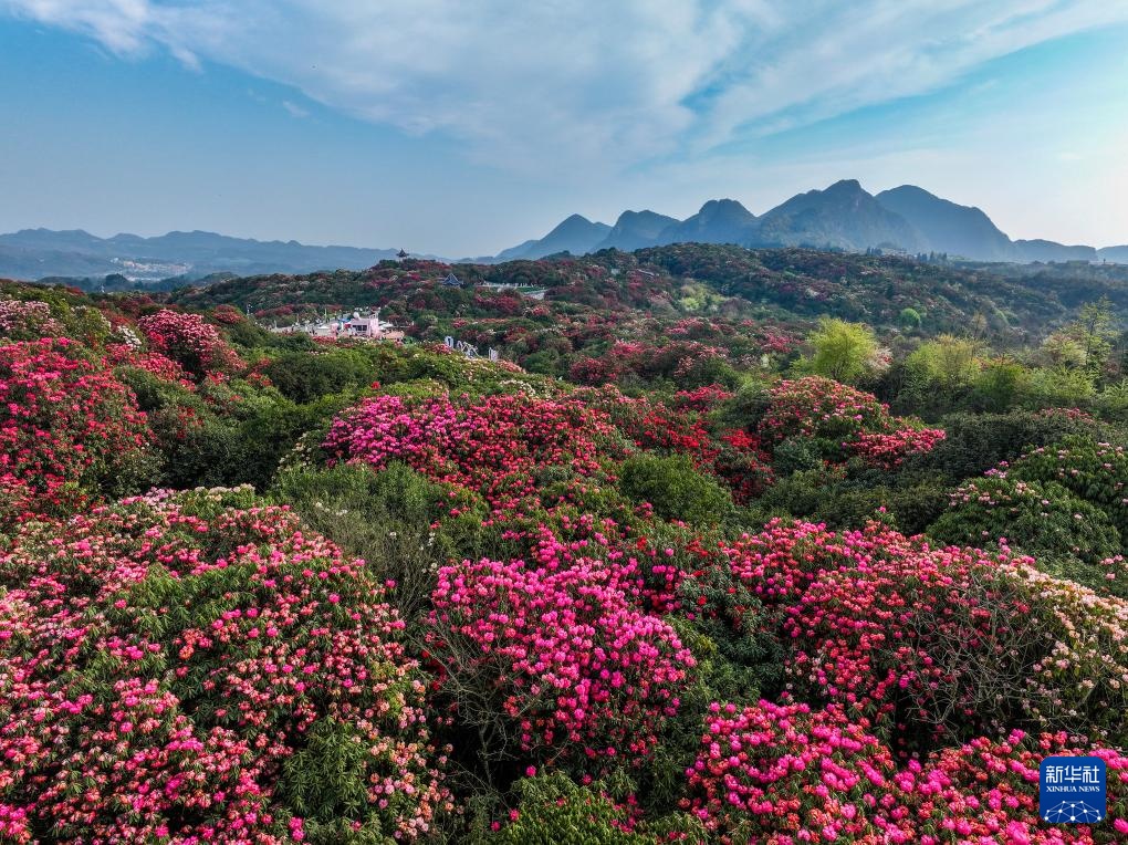 诗意中国丨几日春风又春雨 杜鹃依旧映山红