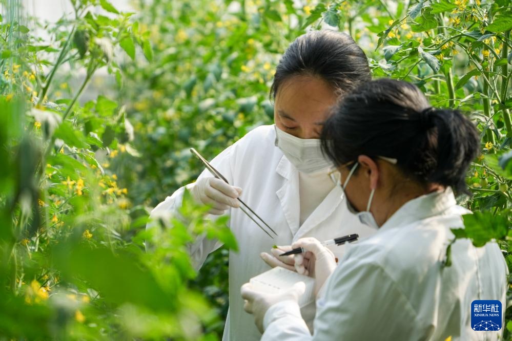 寿光蔬菜种质资源库储存蔬菜种质资源超2.6万份