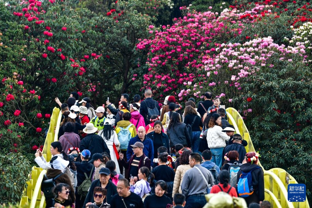 诗意中国丨几日春风又春雨 杜鹃依旧映山红