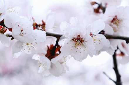 无水印壁纸！国家植物园的春天梦幻感拉满