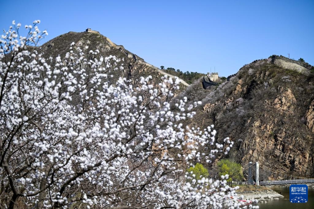 黄花城水长城：山花烂漫 春意正浓