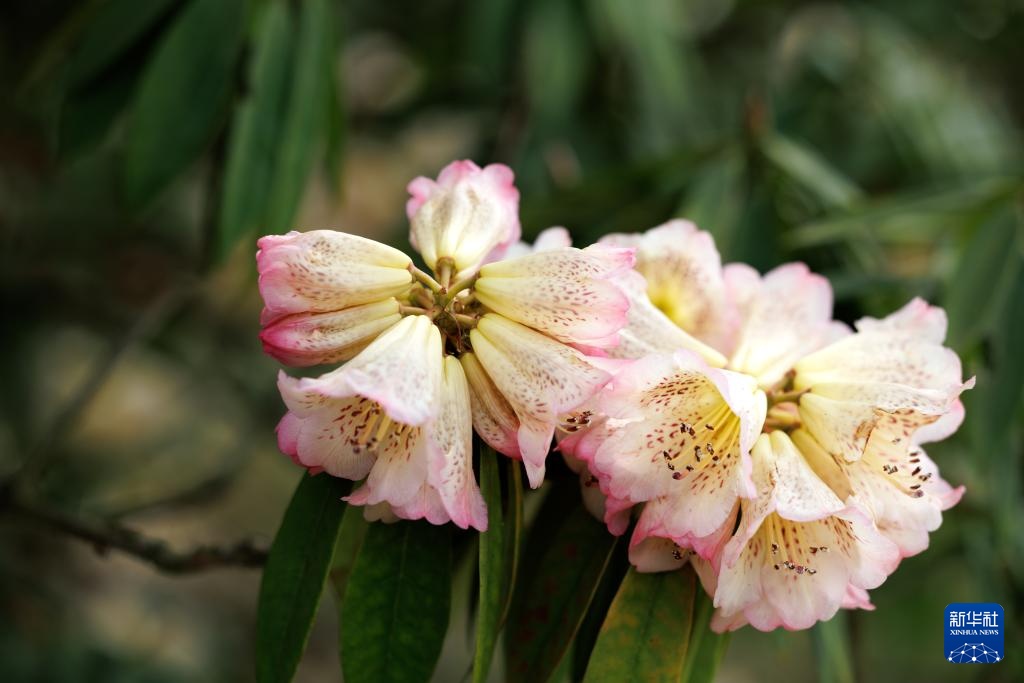 诗意中国丨几日春风又春雨 杜鹃依旧映山红